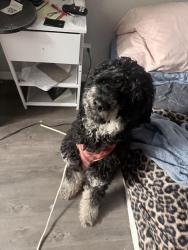 Found/Stray Female Dog last seen Juliette rd, Stone Mountain, GA 30083