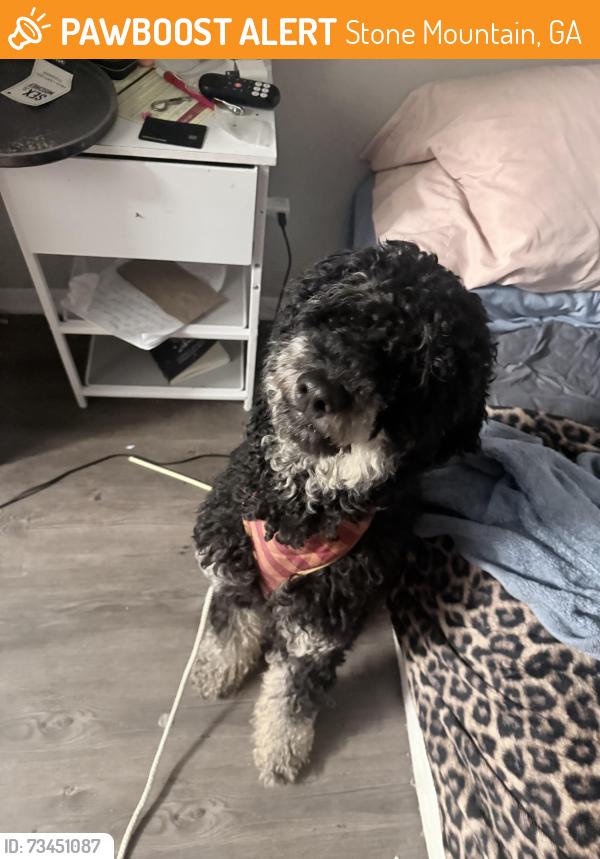 Found/Stray Female Dog last seen Juliette rd, Stone Mountain, GA 30083