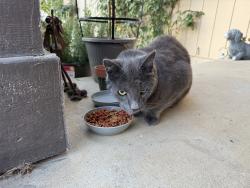 Found/Stray Male Cat last seen Dana Circle / Cindy Lane, Livermore, CA 94550