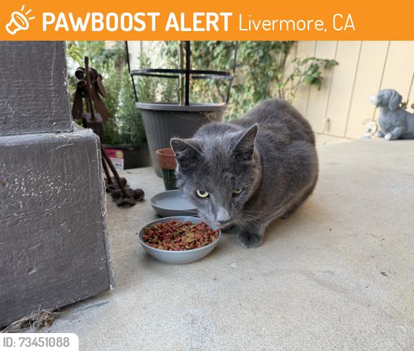Found/Stray Male Cat last seen Dana Circle / Cindy Lane, Livermore, CA 94550