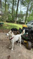 Lost Male Dog last seen Mary st, Lilburn, GA 30047