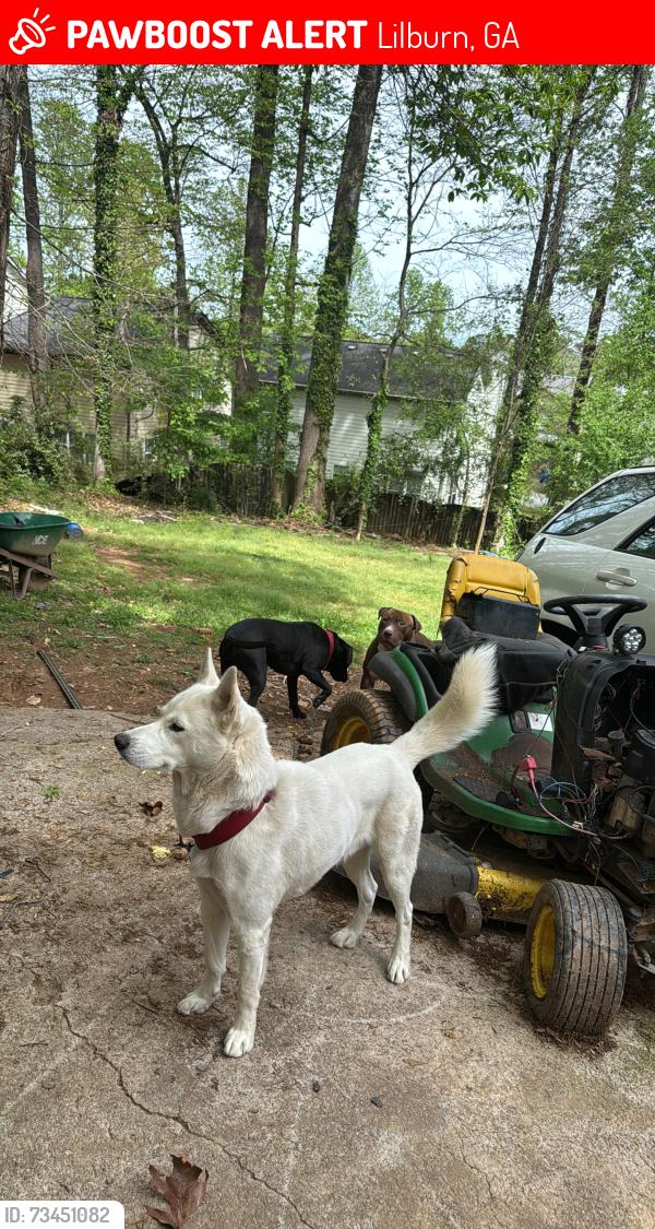 Lost Male Dog last seen Mary st, Lilburn, GA 30047