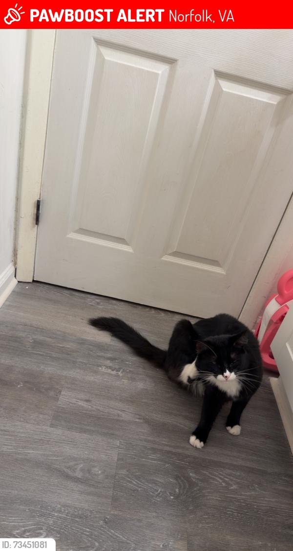 Lost Male Cat last seen Across from Norview high school, Norfolk, VA 23513