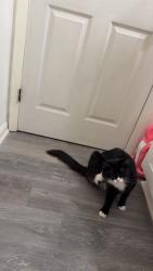 Lost Male Cat last seen Across from Norview high school, Norfolk, VA 23513