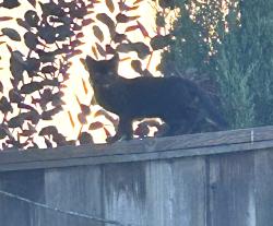 Found/Stray Unknown Cat last seen Lookout Drive, Vallejo, CA 94591