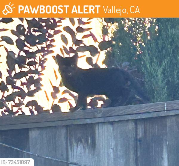 Found/Stray Unknown Cat last seen Lookout Drive, Vallejo, CA 94591