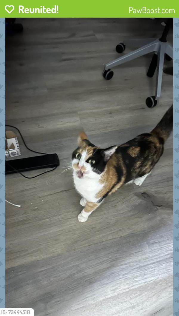 Reunited Female Cat last seen E 7th Ave and juniper, Escondido, CA 92025