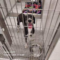 Shelter Stray Female Dog last seen , 244 Georgetown Rd, Jacksonville, NC 28540, USA