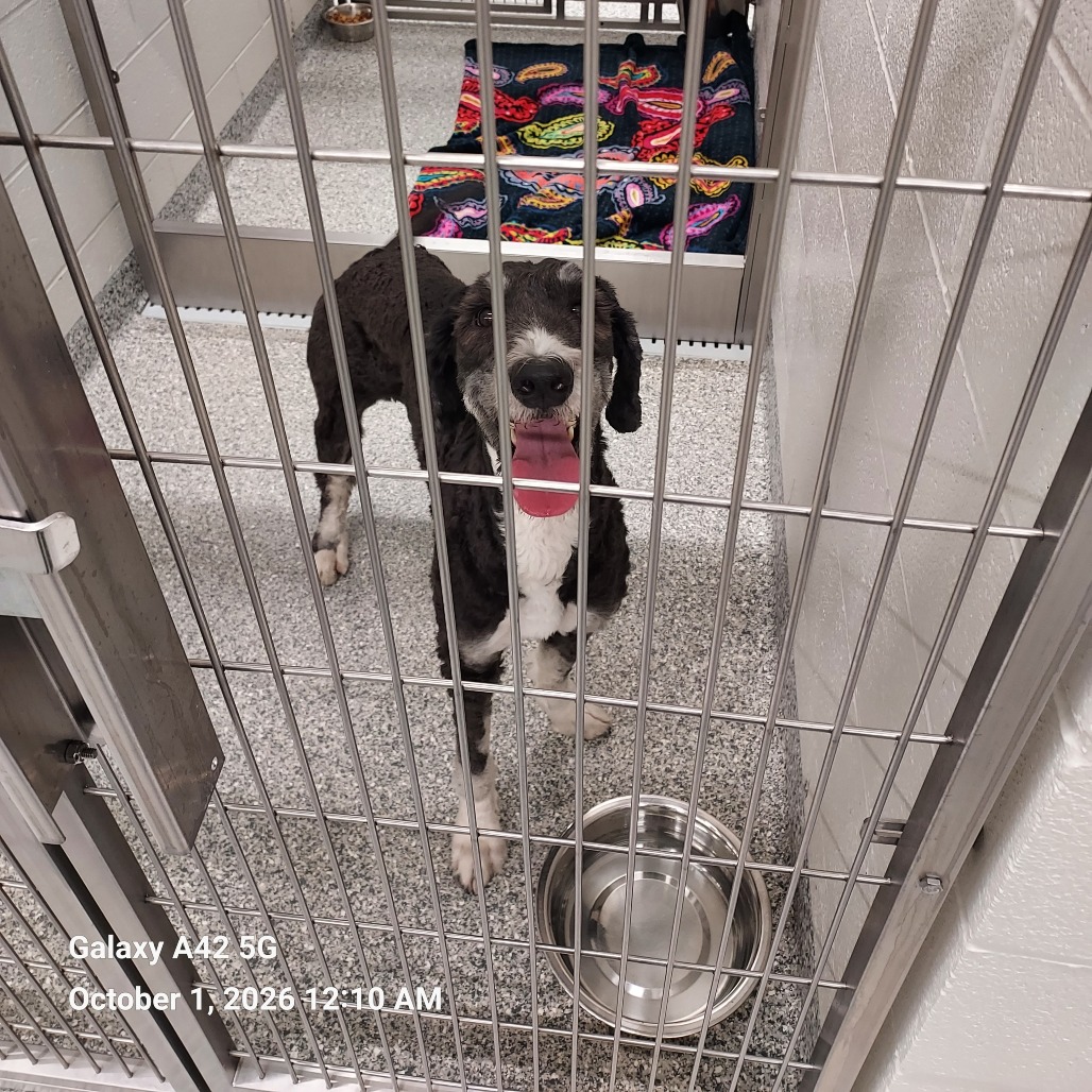 Shelter Stray Female Dog last seen , 244 Georgetown Rd, Jacksonville, NC 28540, USA