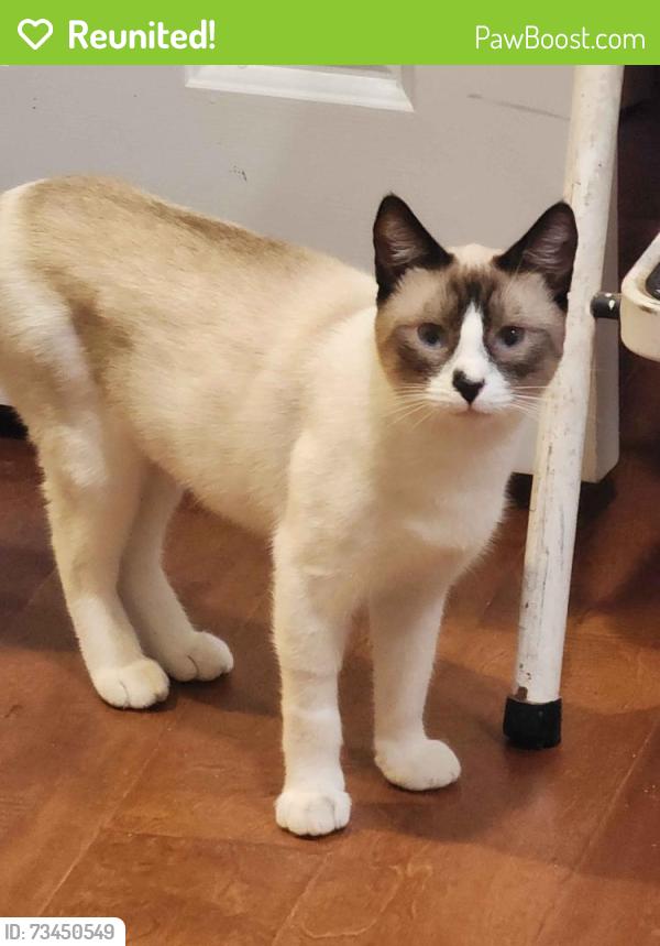 Reunited Male Cat last seen 25th & mermaid, Los Angeles, CA 90732