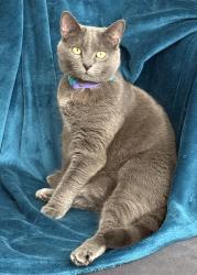 Lost Male Cat last seen ramey road, Sugar Hill, GA 30518