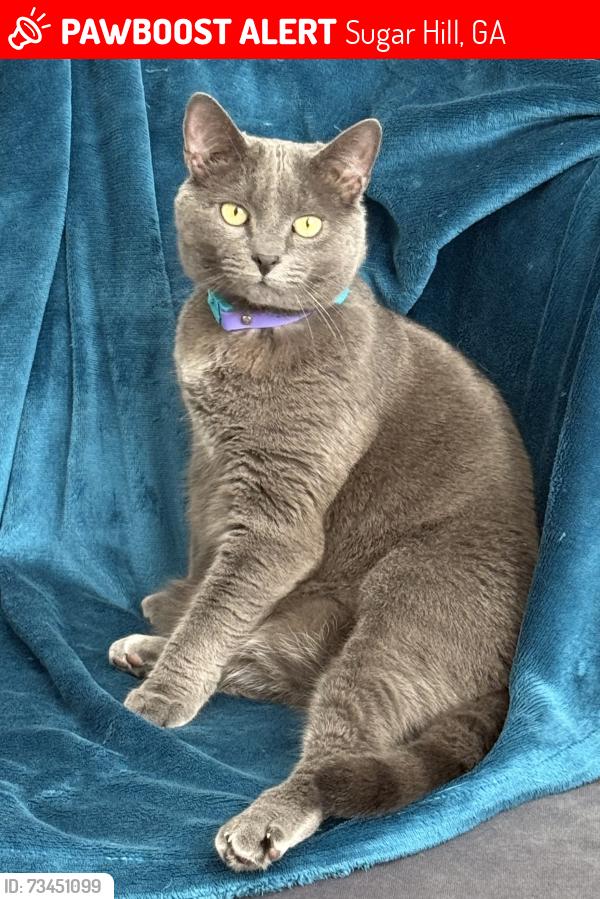 Lost Male Cat last seen ramey road, Sugar Hill, GA 30518