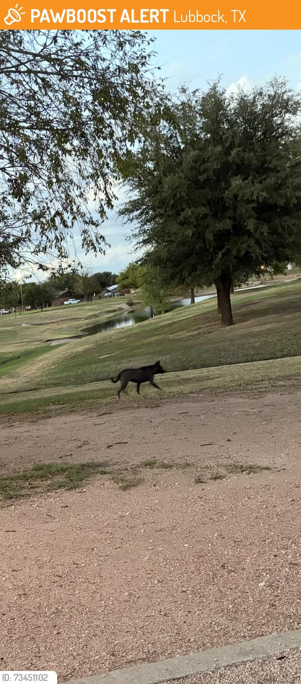 Found/Stray Unknown Dog last seen 90th and Indiana, Lubbock, TX 79401