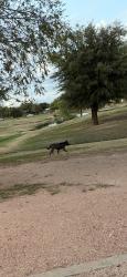 Found/Stray Unknown Dog last seen 90th and Indiana, Lubbock, TX 79401