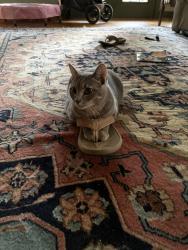 Reunited Female Cat last seen Chalkville mtn rd, Trussville, AL 35173