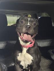 Found/Stray Female Dog last seen Dutch bros, Sacramento, CA 95826