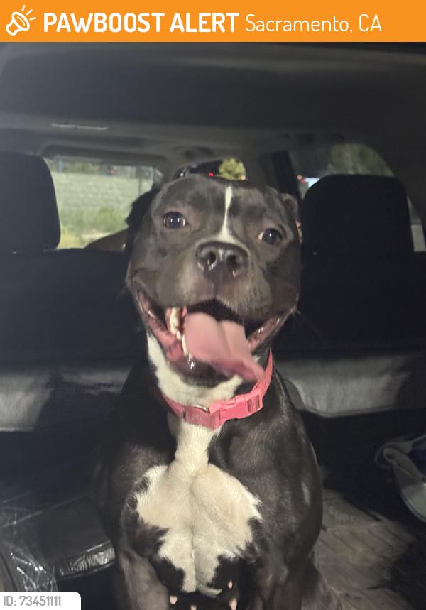 Found/Stray Female Dog last seen Dutch bros, Sacramento, CA 95826