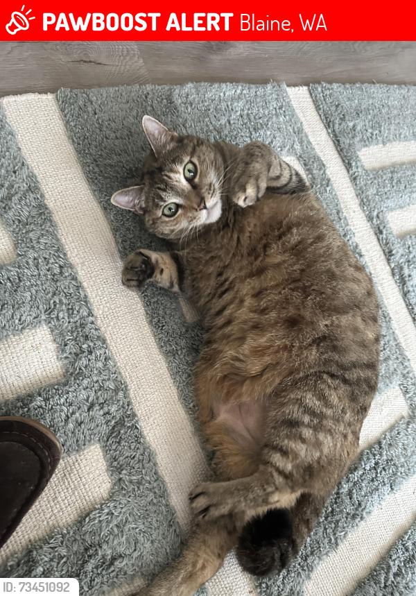 Lost Female Cat last seen Hillvue and Treevue Rds (Birch Bay, WA), Blaine, WA 98230