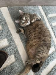 Lost Female Cat last seen Hillvue and Treevue Rds (Birch Bay, WA), Blaine, WA 98230