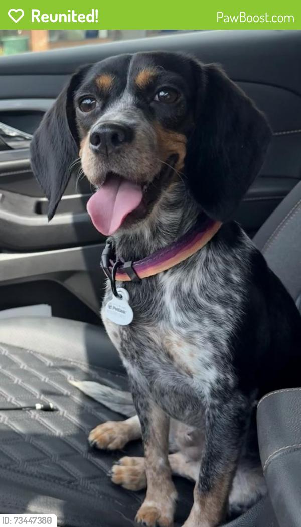 Reunited Female Dog last seen Old Williamsburg Rd and Maurice Ct, Yorktown, VA 23690