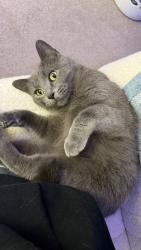Reunited Female Cat last seen Centennial apartments, Oak Creek, WI 53154