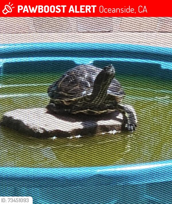Lost Male Reptile last seen Henie hills dr, Oceanside, CA 92056