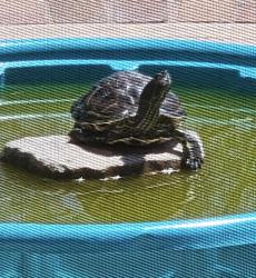 Lost Male Reptile last seen Henie hills dr, Oceanside, CA 92056