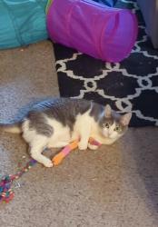 Reunited Female Cat last seen Near Burnt Oak Dr, Dalton, GA 30721, USA, Dalton, GA 30721