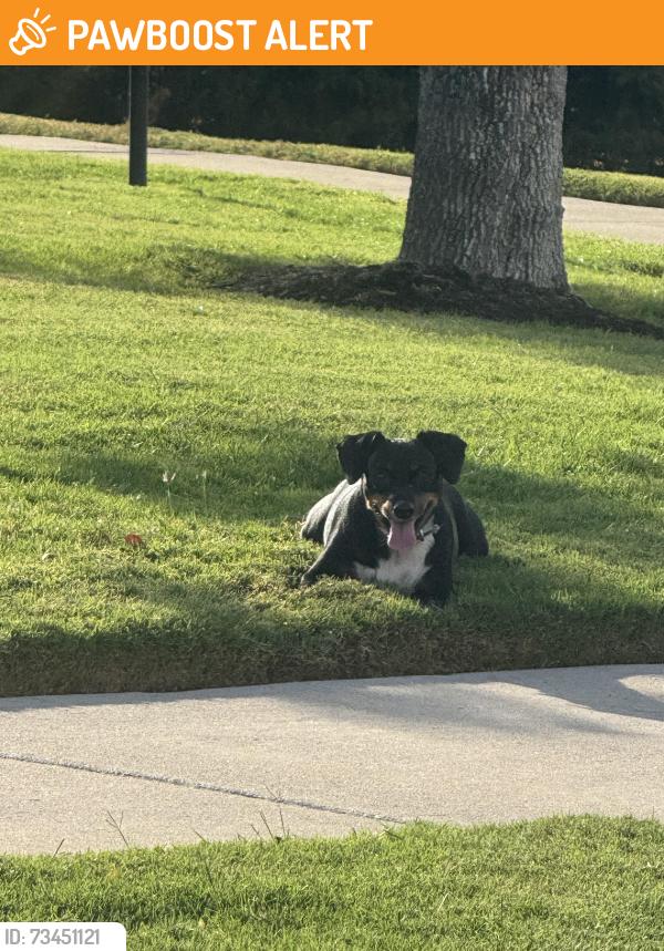 Found/Stray Unknown Dog last seen Heartland pkwy, Kaufman County, TX 75126