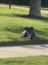 Found/Stray Unknown Dog last seen Heartland pkwy, Kaufman County, TX 75126