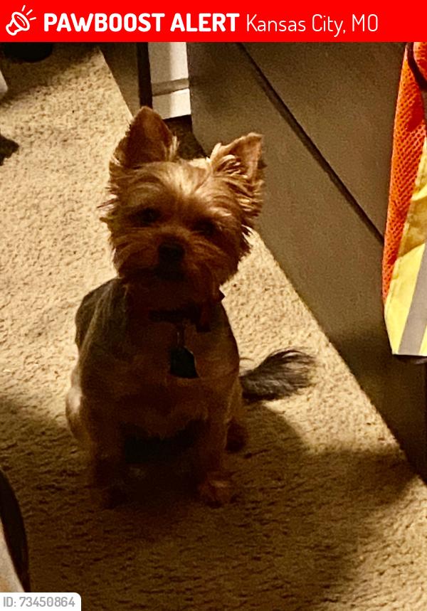Lost Female Dog last seen Near E 69th Terr, Kansas City, MO 64132
