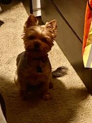 Lost Female Dog last seen Near E 69th Terr, Kansas City, MO 64132