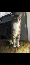 Lost Female Cat last seen Hunter street, Logan, OH 43138