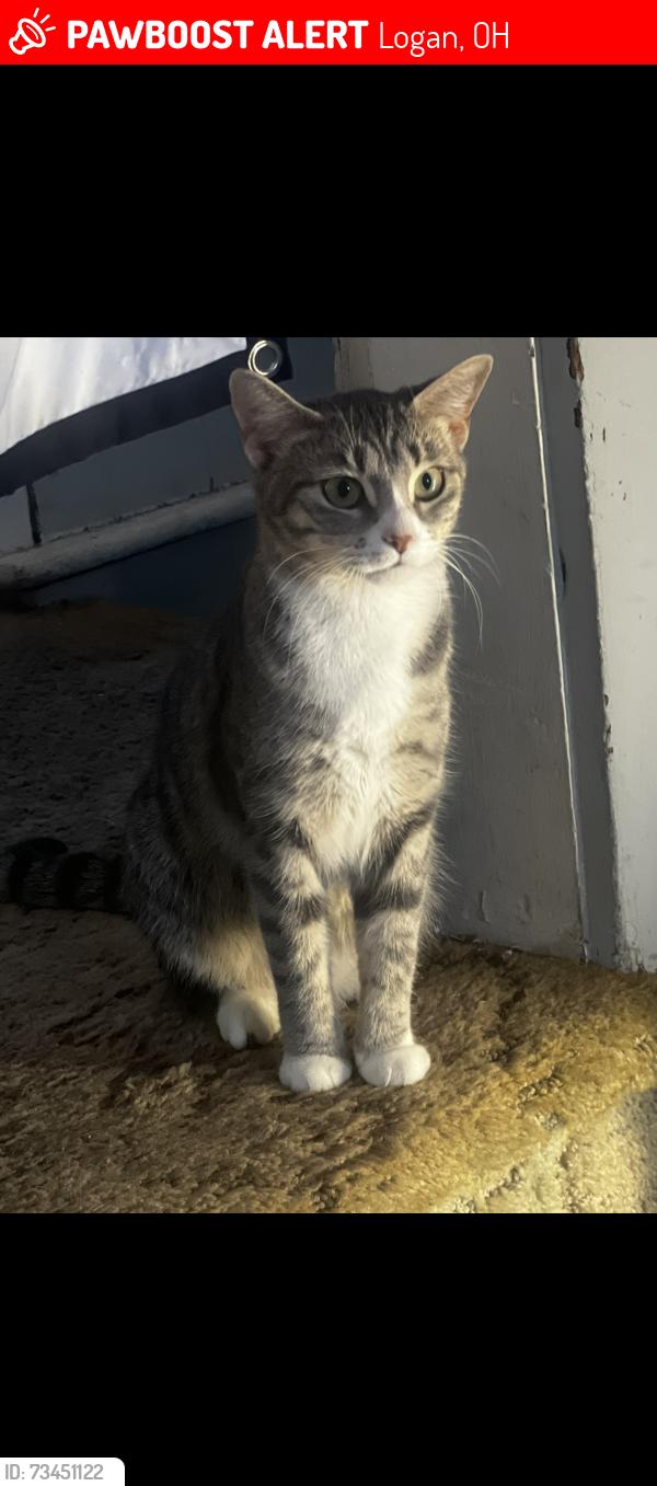 Lost Female Cat last seen Hunter street, Logan, OH 43138