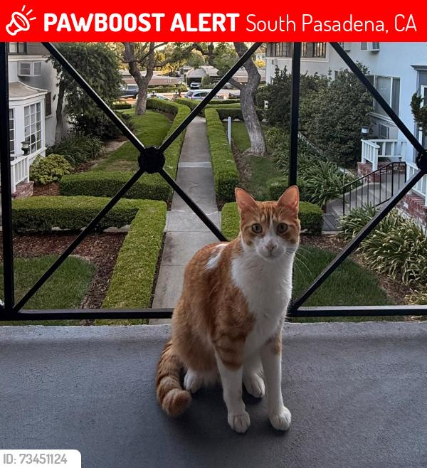 Lost Male Cat last seen Near grevelia st south pasadena, South Pasadena, CA 91030