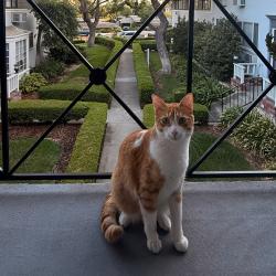 Lost Male Cat last seen Near grevelia st south pasadena, South Pasadena, CA 91030