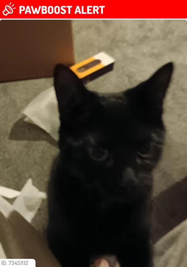 Lost Female Cat last seen Across the road and down the street from the local Tesco supermarket, County Durham, England DL5 5QJ
