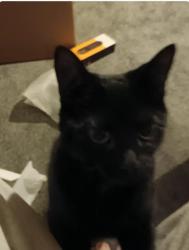 Lost Female Cat last seen Across the road and down the street from the local Tesco supermarket, County Durham, England DL5 5QJ