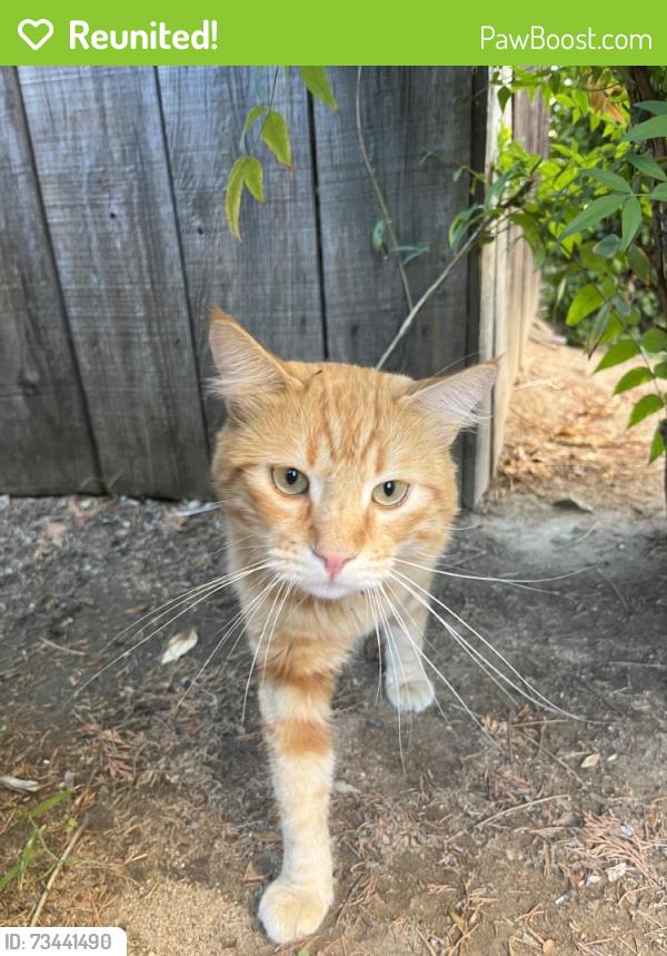 Reunited Unknown Cat last seen Stone Edge Cir, El Cajon, CA 92021, USA, El Cajon, CA 92021