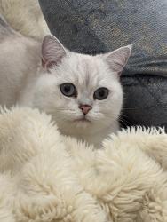 Lost Male Cat last seen Comet Trail, Ladera Ranch, Ladera Ranch, CA 92694