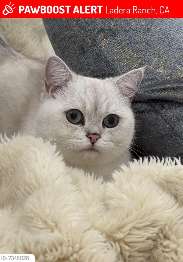 Lost Male Cat last seen Comet Trail, Ladera Ranch, Ladera Ranch, CA 92694
