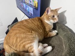 Lost Female Cat last seen Mitchell and Oriole st, Metairie, LA 70003
