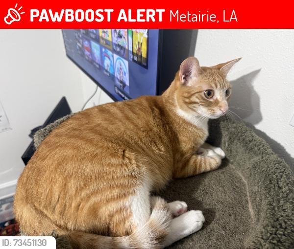 Lost Female Cat last seen Mitchell and Oriole st, Metairie, LA 70003