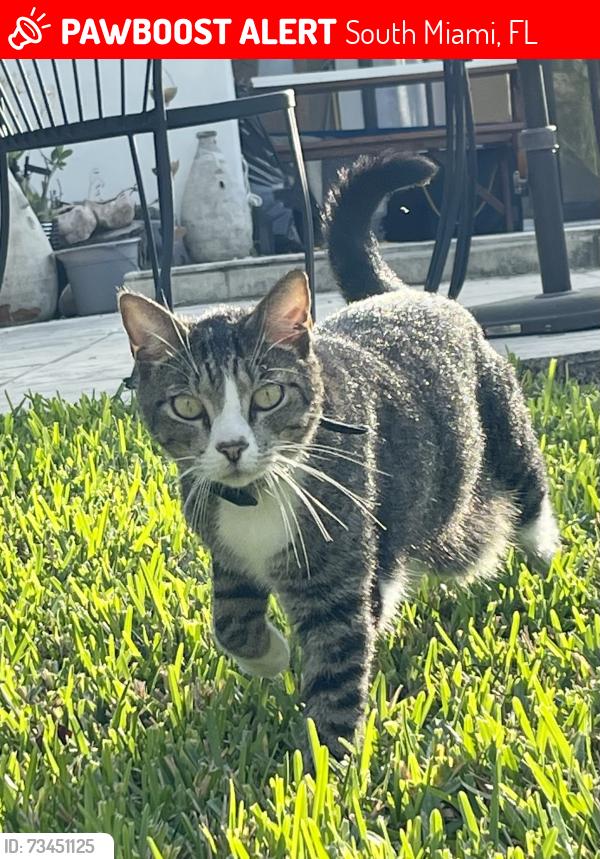 Lost Male Cat last seen Near SW 65th Ave, South Miami, FL 33143