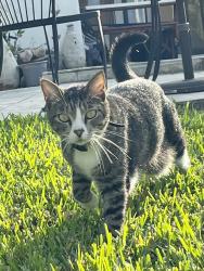 Lost Male Cat last seen Near SW 65th Ave, South Miami, FL 33143