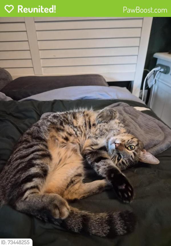 Reunited Male Cat last seen Walnut avenue, Winter Park, FL 32789