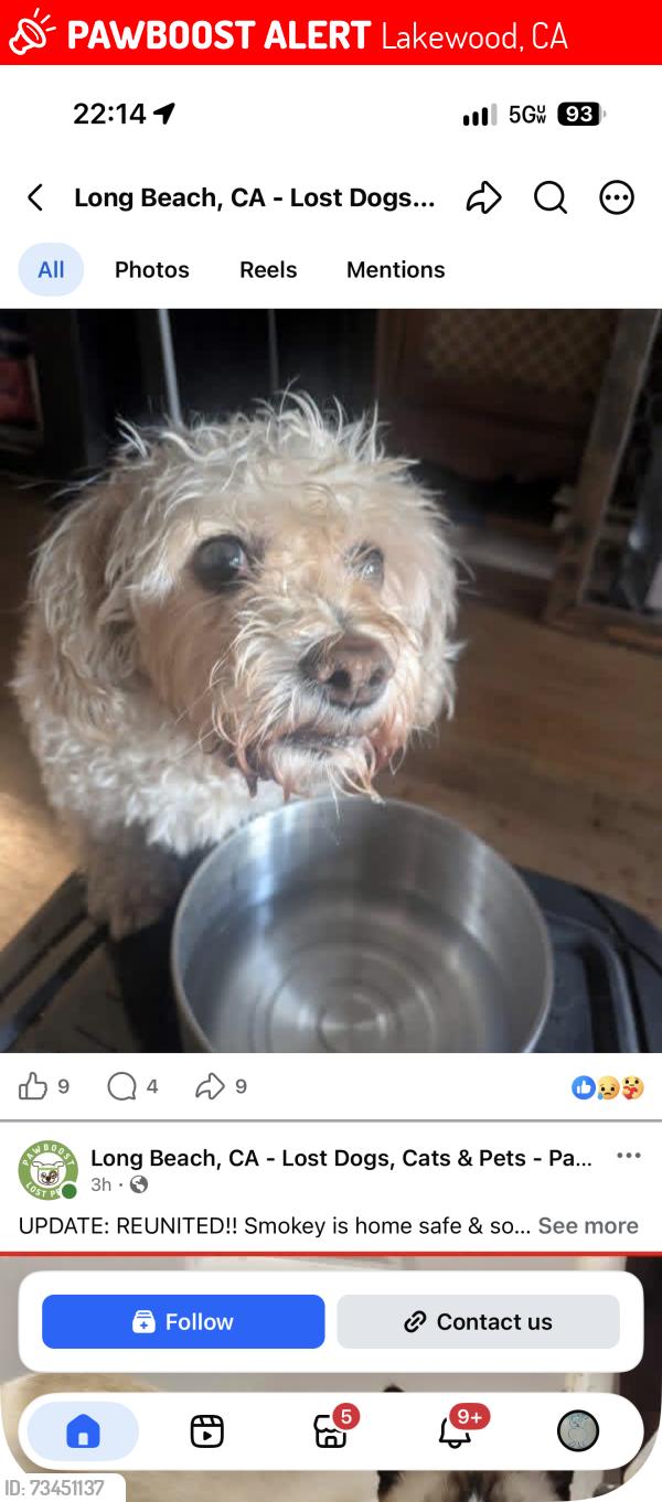 Lost Female Dog last seen Hersholt, Lakewood, CA 90712