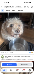Lost Female Dog last seen Hersholt, Lakewood, CA 90712