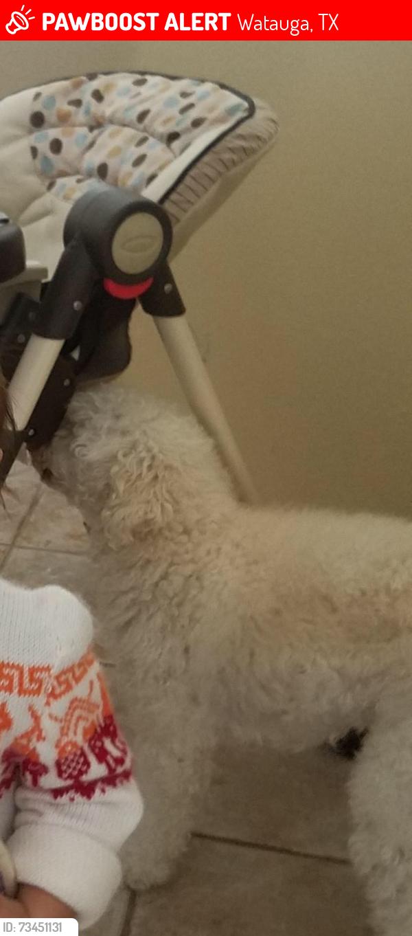 Lost Male Dog last seen Watauga, Texas, Watauga, TX 76148