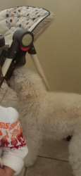 Lost Male Dog last seen Watauga, Texas, Watauga, TX 76148